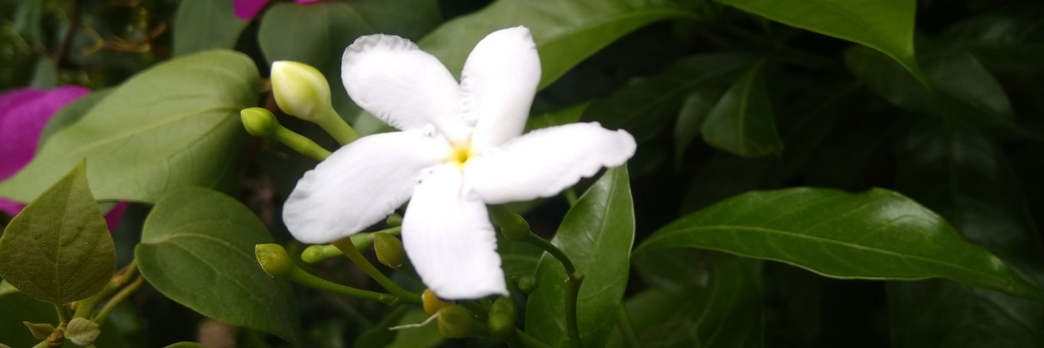 cool_snowie's profile banner image