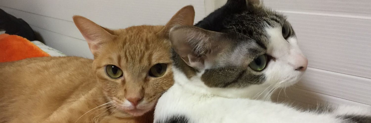 lp_noa's profile banner image