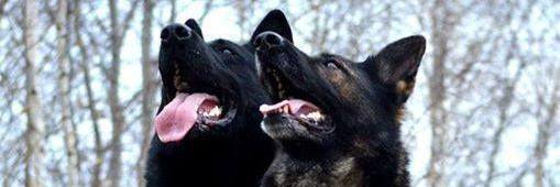 1Adorable_Dogs's profile banner image