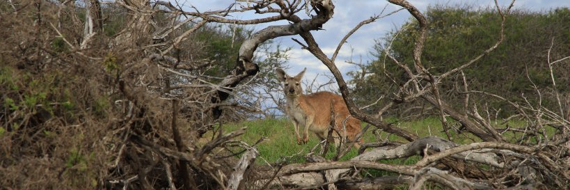 David Huett 🇦🇺 🇵🇸🇺🇦 @aussievoice.bsky.social banner