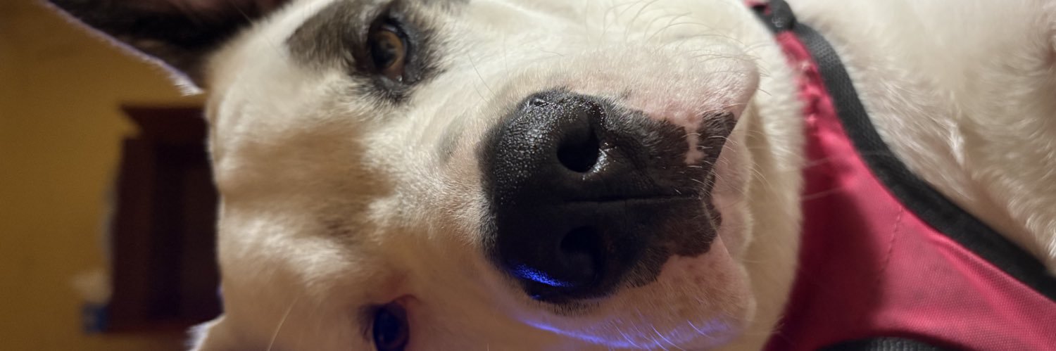 Dogo Argentino banner