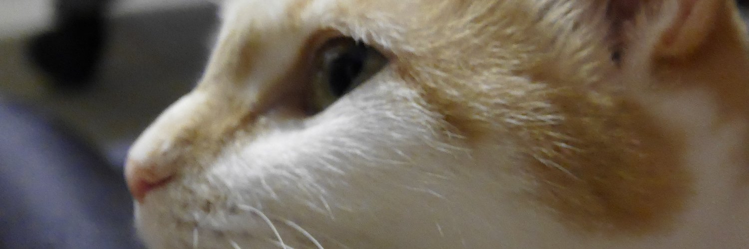 meltblue's profile banner image