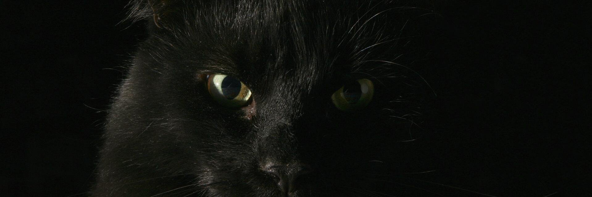 ONCA2000's profile banner image