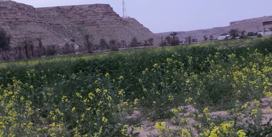 badr banner
