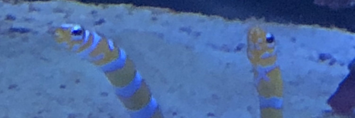 pest514's profile banner image