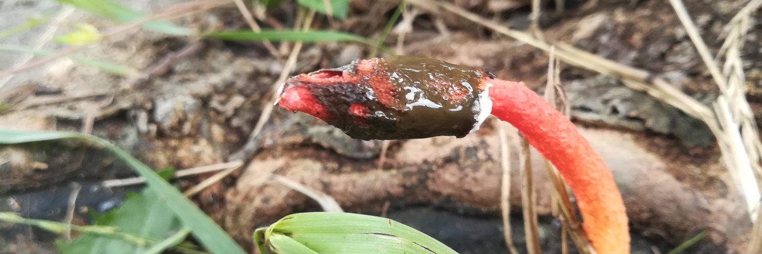 いつも馬鹿 banner