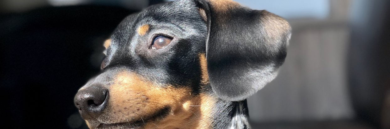 KellySomma's profile banner image
