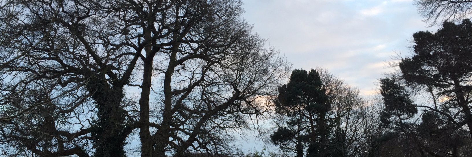 Elisalew's profile banner image