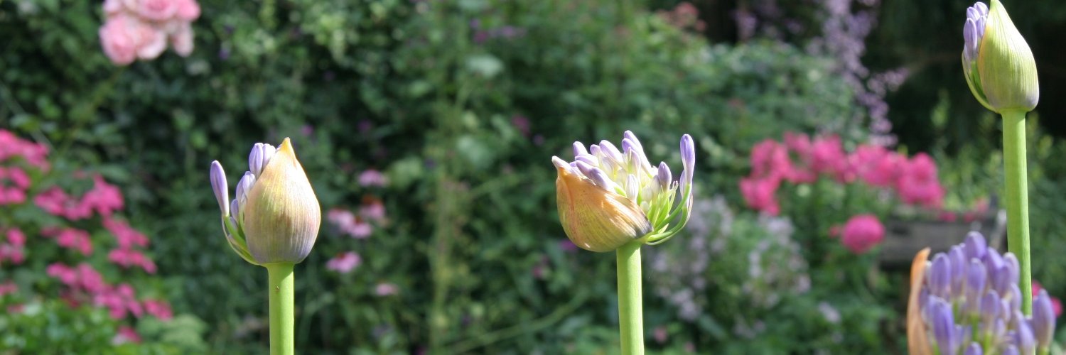 jeanine r van ooijen / @jeevanooijen.bsky.social banner