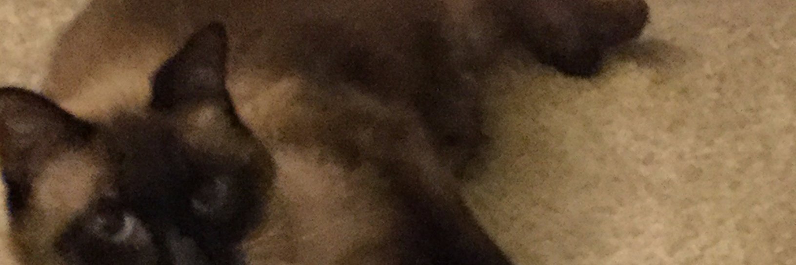 I Will Not Be Shut Down 🗣 banner