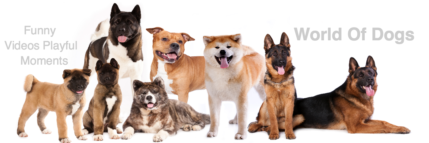 worldofcutedogs's profile banner image