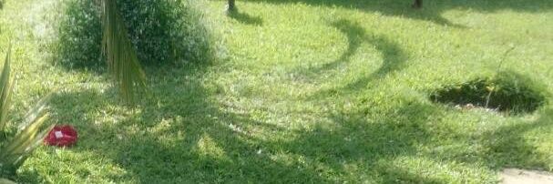 Kuku🇯🇲🇿🇼 banner