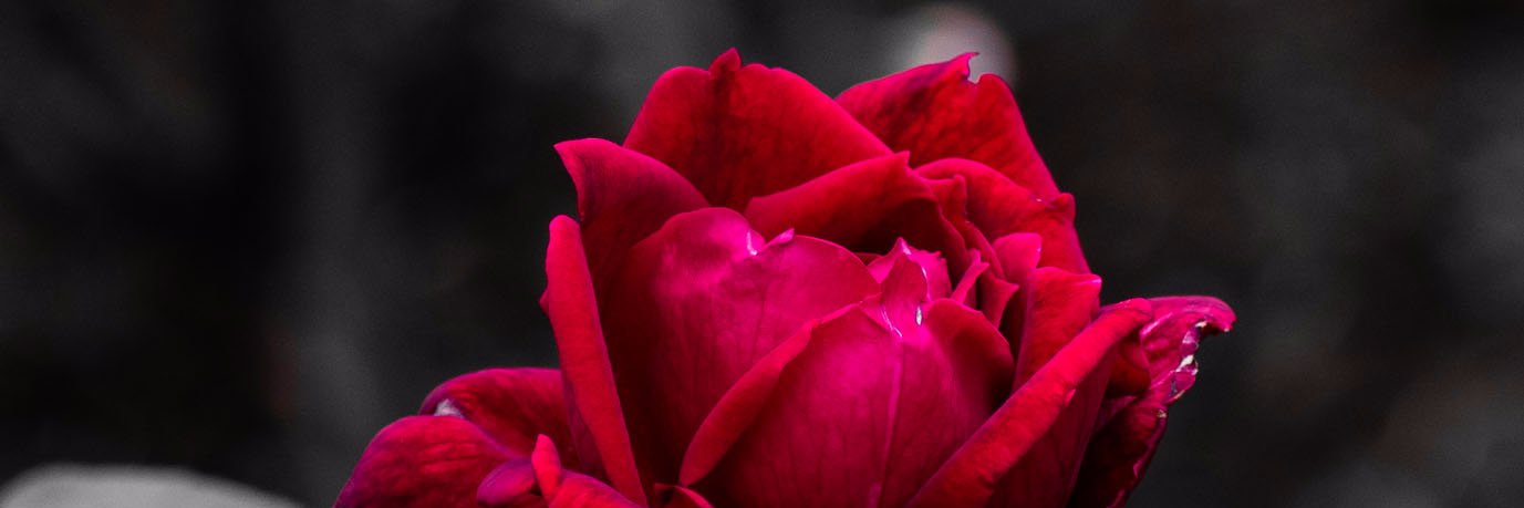 victann's profile banner image