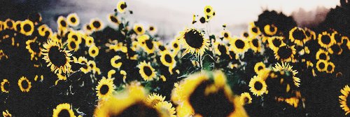 acarlitta's profile banner image