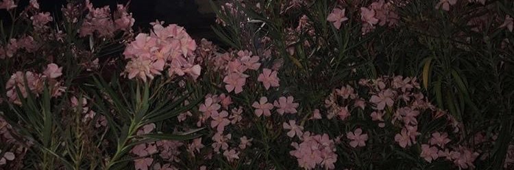 _tuliipaa's profile banner image