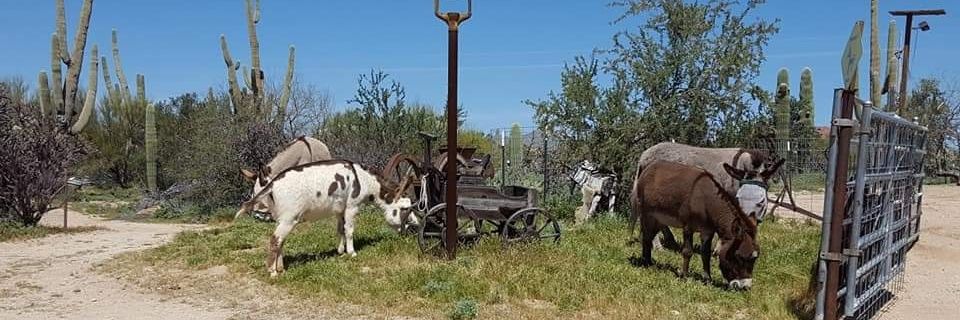 Teressa Debeauchamp banner