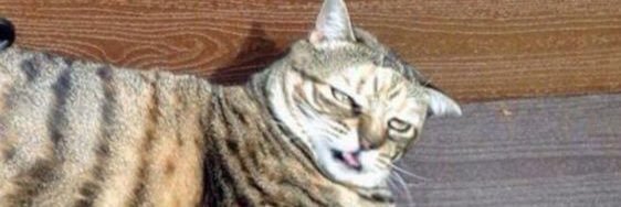 heythibodeaux's profile banner image