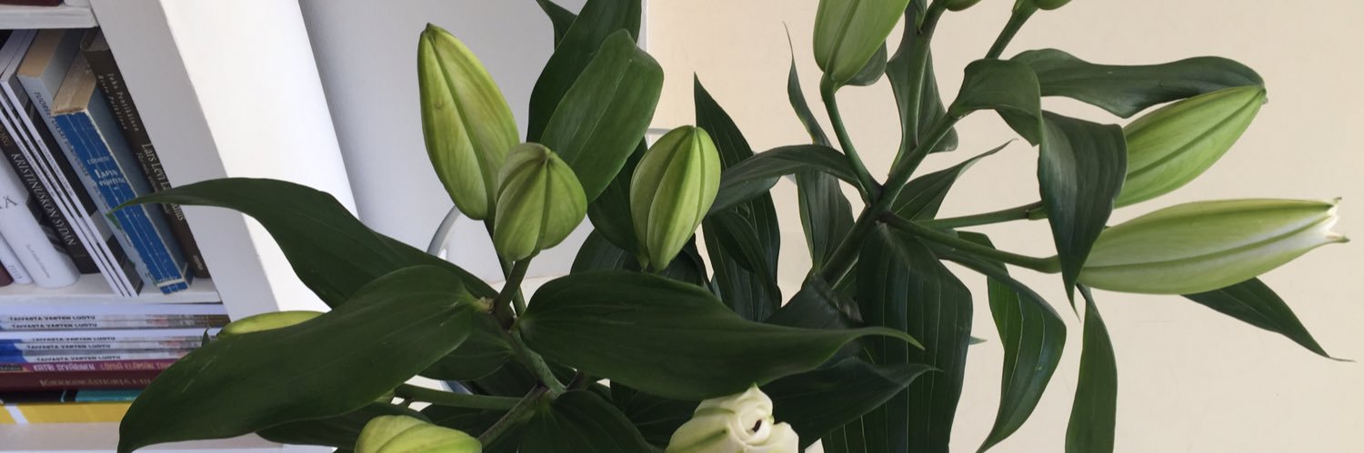 merjanna's profile banner image
