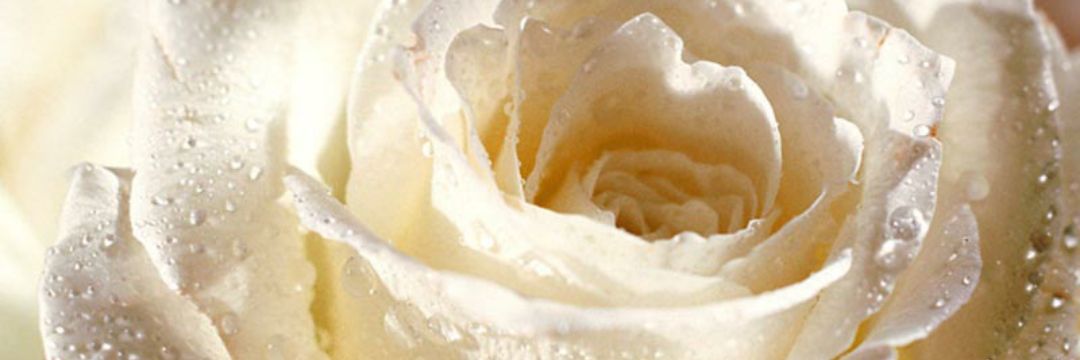 50_3056's profile banner image