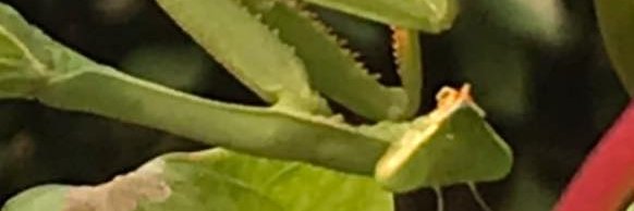 Shponglized's profile banner image