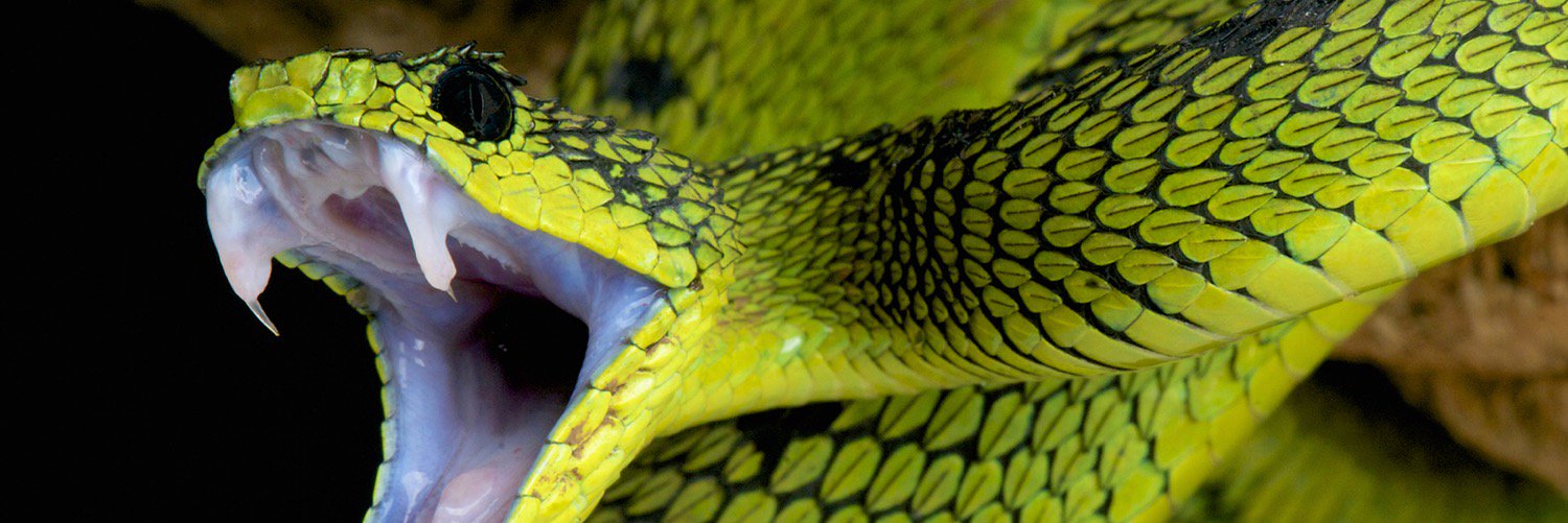 Snake Deane banner