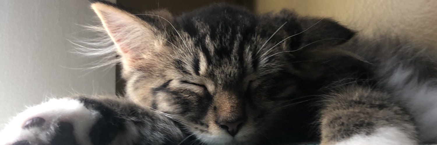 danicatjac's profile banner image