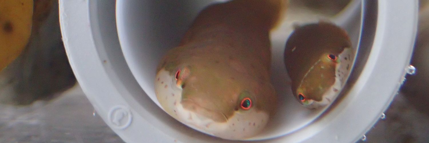 Chromis_sp's profile banner image