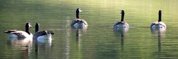 robjoeball Profile Banner