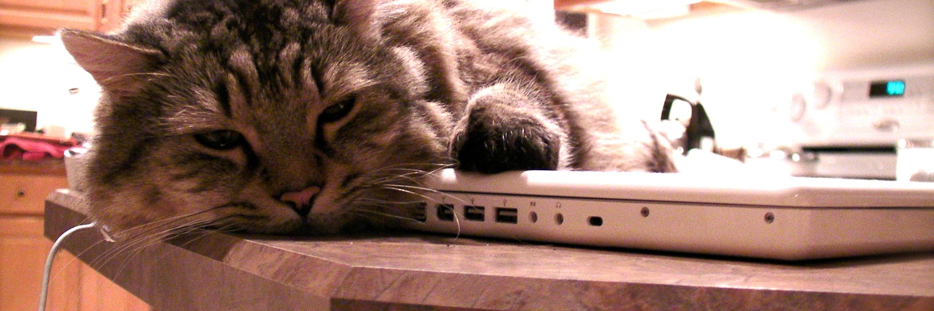 FeldmanTcat's profile banner image