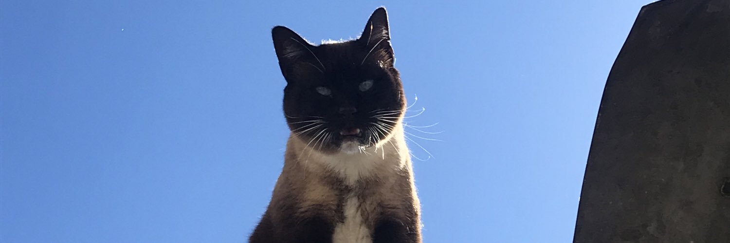 sambacamacho's profile banner image