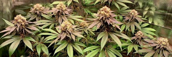 CorujaGrower Profile Banner