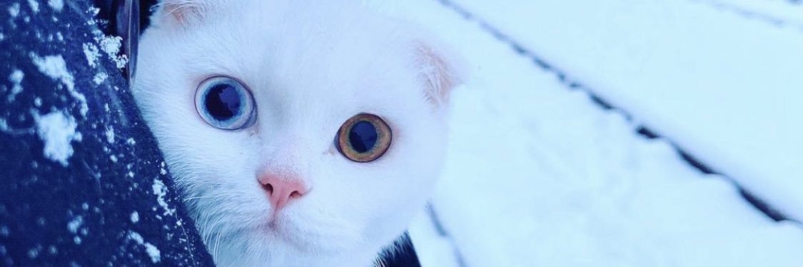 _Poweel's profile banner image