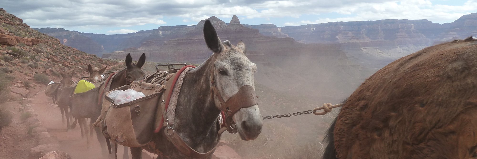 MandrakeSheperd's profile banner image