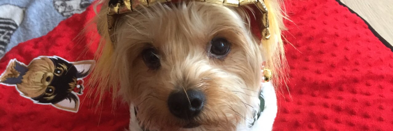 Minishuke's profile banner image