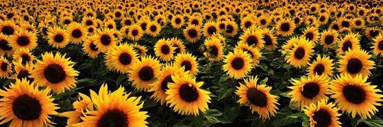 Carol 🌻💙🌊 banner