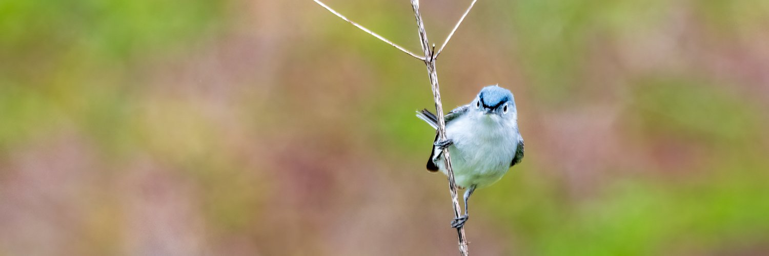 BirdyStrong's profile banner image