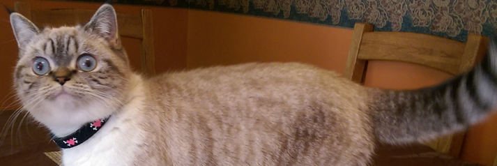 sheippy's profile banner image