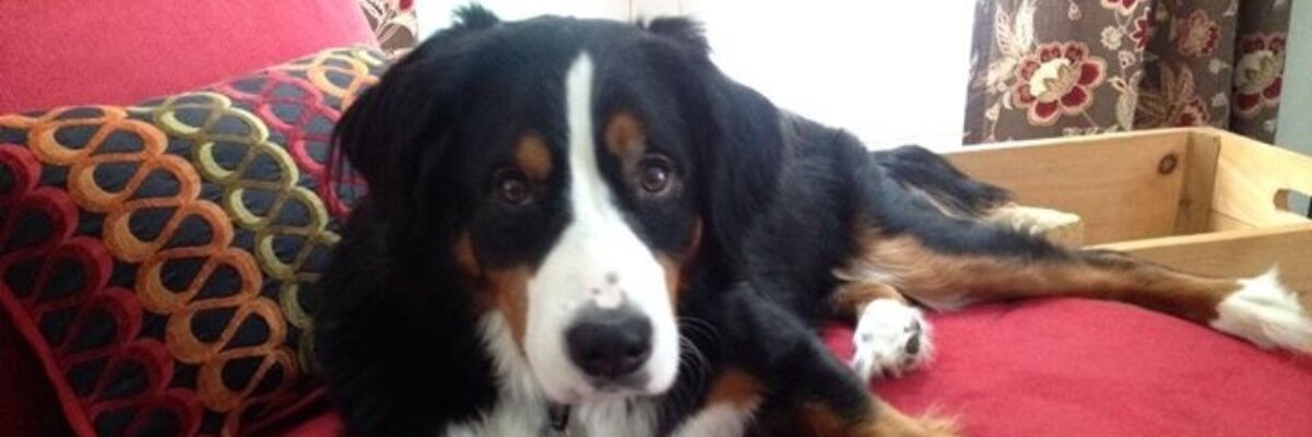 devonolofson's profile banner image
