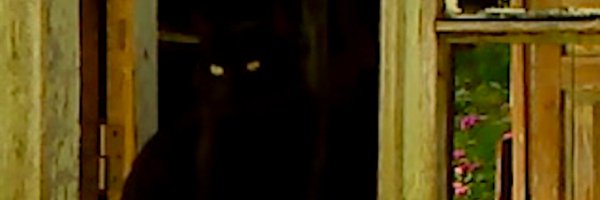 CinemaGuild Profile Banner