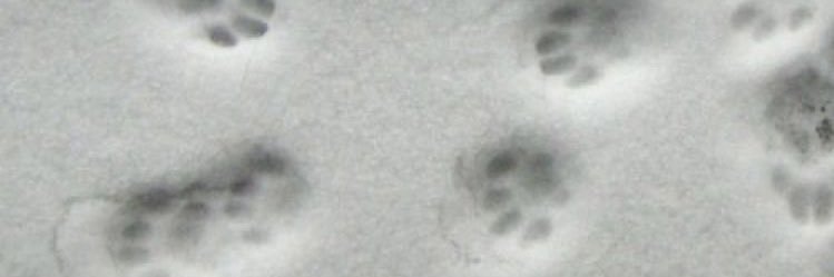 FeepzAT's profile banner image