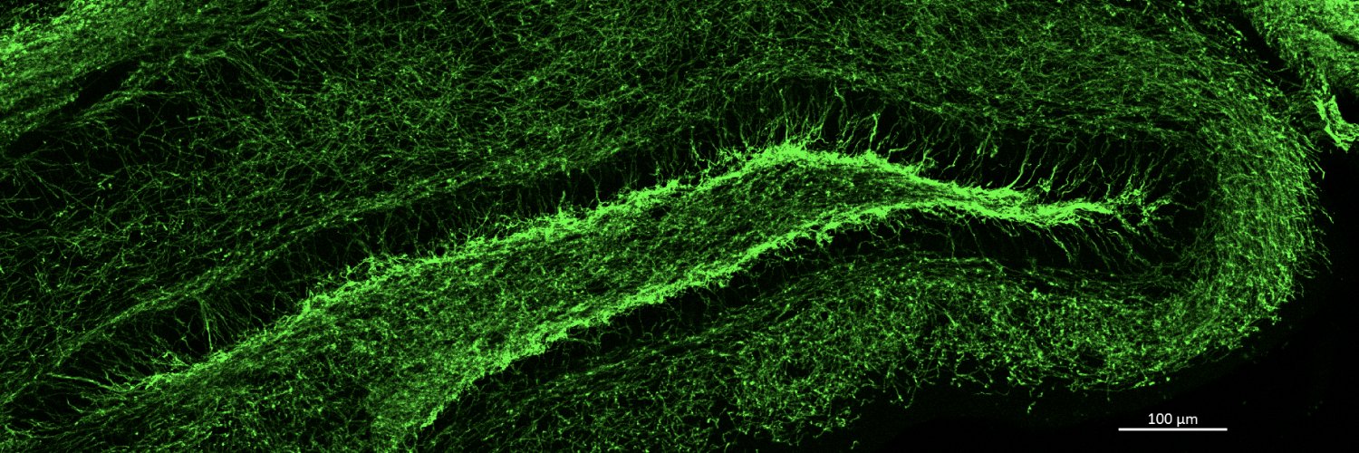 Anna Badner, PhD banner