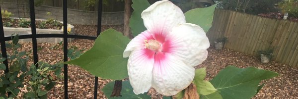 MsCharmedT Profile Banner