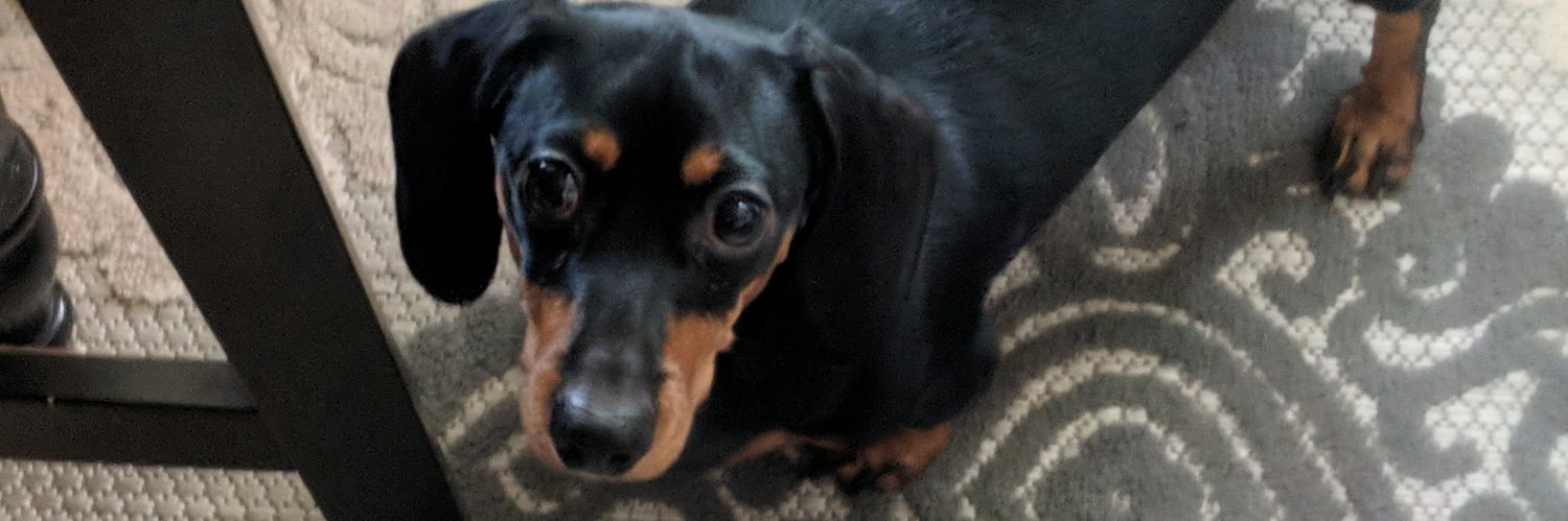 gracie_turkey's profile banner image