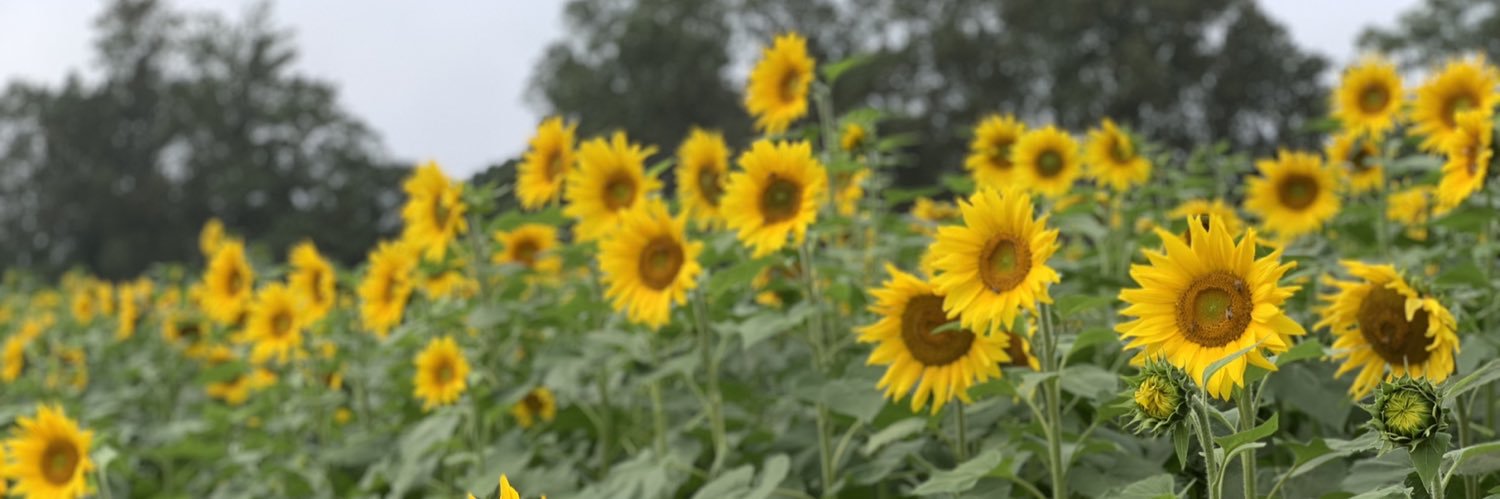 Ashley Portillo banner