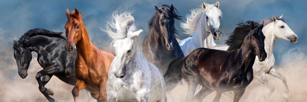 Sense Motivation💝 IFB 💯🇹🇷 banner