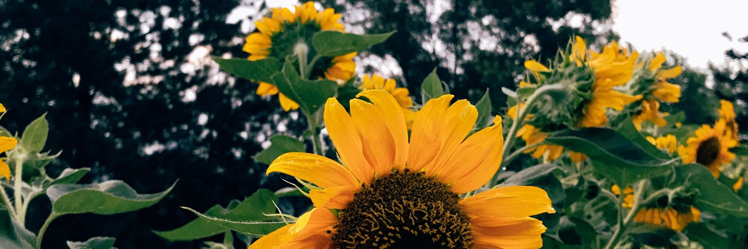 layneesia's profile banner image