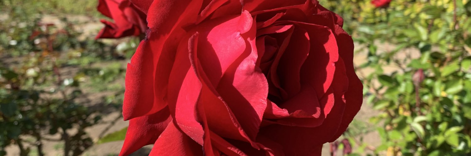 ceeeciii_11's profile banner image