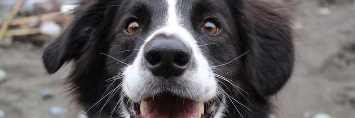 BornOfFirreee's profile banner image
