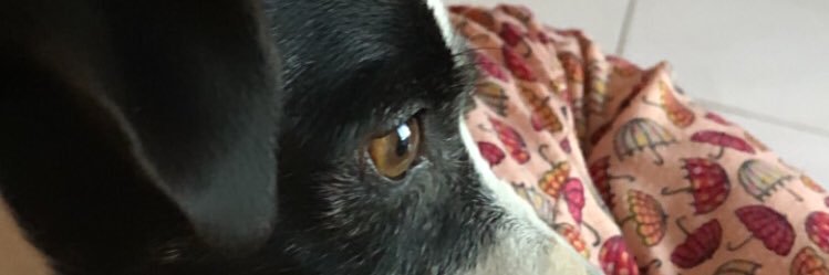 brcarrdoso's profile banner image