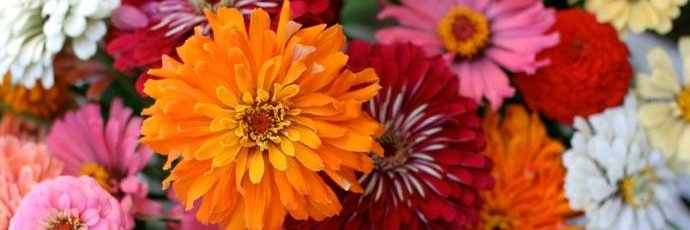 Gretchen O'Neil banner